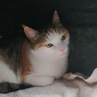 Hinami_geridödü