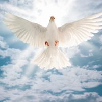 DoveinHS