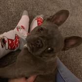 Delilah_star88718933