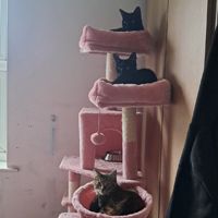 Miyaˢᵏᶻ
