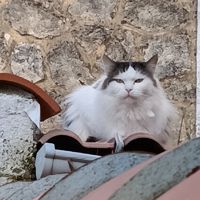 direveur