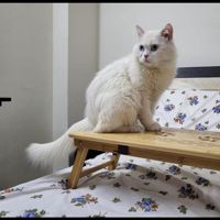 Mrs___Cat