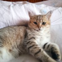 Єгор.котик.коржик