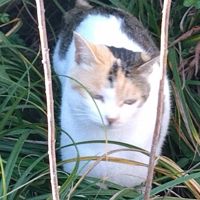 難聴おばさん
