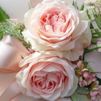 Lilly__star108