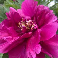 honeypeony