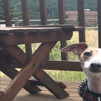 IggyPup