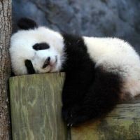 LazzyPanda