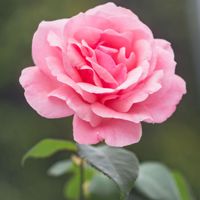 BlossomVic86