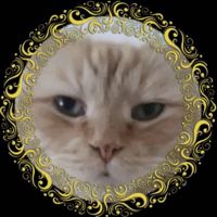 🐾КОТ💋