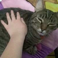 Layacat123456