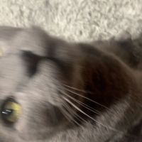_VEE