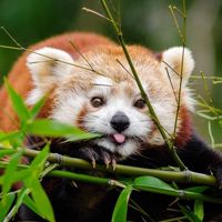 Little_RedPanda