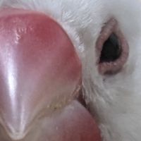 然木