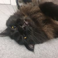 Melonimo