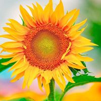 ruchipa_star33