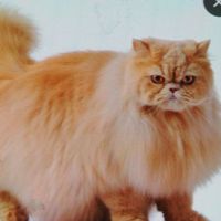 chatpersan2