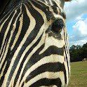 ✨☁️🦓Eric35🦓☁️✨
