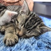 Meow_dasKatze