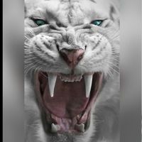 ꧁۝༒SHER..༒KHAN,༒۝꧂