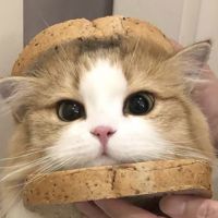 ⋆﴾𝐿𝒾𝓏﴿⋆🥪⧼Σ⃪⃟⧽