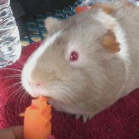 Bubba_Robinson