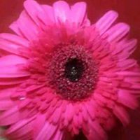 🎼💚💕🅰️yisha✿🦋💕💚🎼