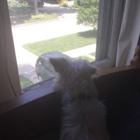 Emmaanimallover