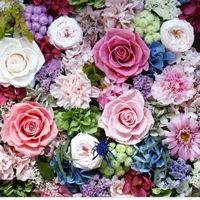 Sis💐star