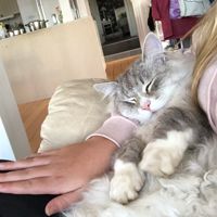 TildaMeow