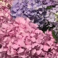 🌷🎶MiaMia🎶🌷