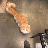 Mckayla_star99567321