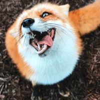 FOXnotFOX