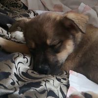 WolfHugsIsSatan