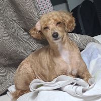 ai아님다