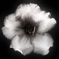 Apollinaria331_