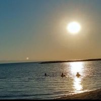 Zeytin_24
