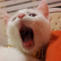 'ᰔ하나둘셋!⑅*♡