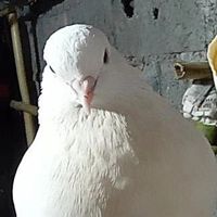𝑶𝒓𝒈🕊️𝑨𝒌𝒊𝒍𝒂