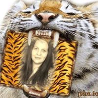 🐅💥tเﻮєг๓๏гt๏ภ💥🐅