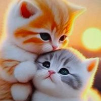Thidinh_st7886