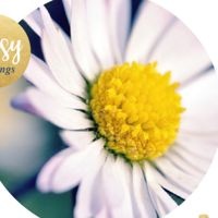 Daisyhtet