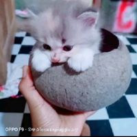 kittycat1595