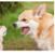 Avery_The_Dog