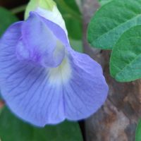 SWEETPEA75