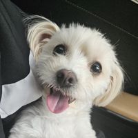 토핑⍢⃝🐶