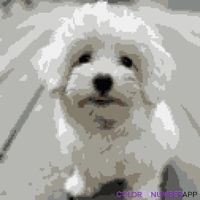 riyul