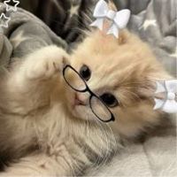 Kawaii_cat100%