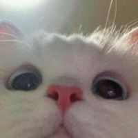 Siaaaa