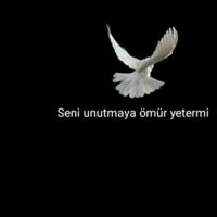 Beyaz_Guvercin